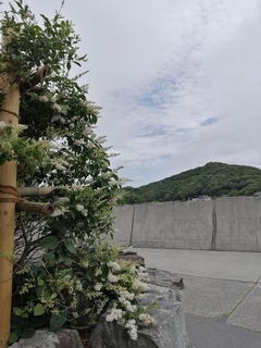 IMG_20210515_100601.jpg